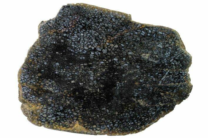 Polished, Black Petrified Palm Root Slab - Indonesia #152002